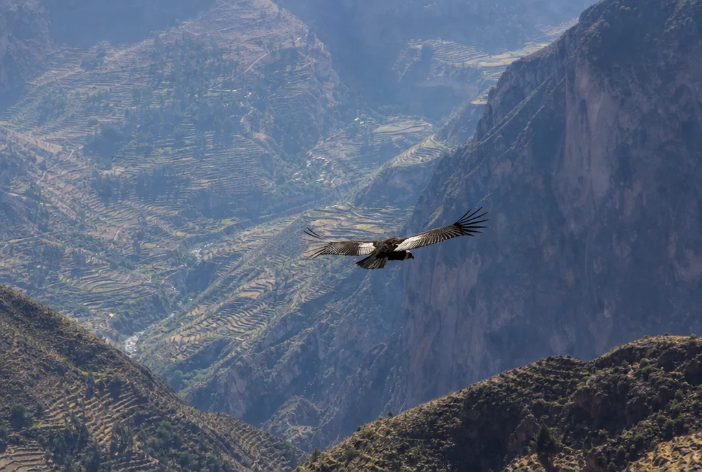 Cañón del Colca 2 días, Arequipa