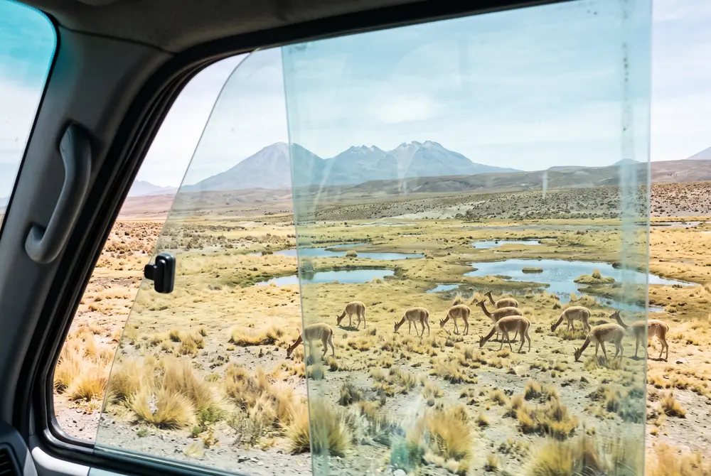 Las vicuñas de Aguada Blanca, camino a Chivay — Cañón del Colca 2 días