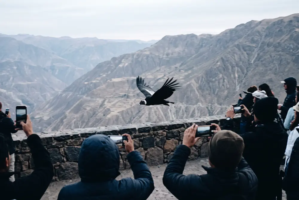 La Cruz del Cóndor a las 8, cuando levantan el vuelo — Cañón del Colca 2 días