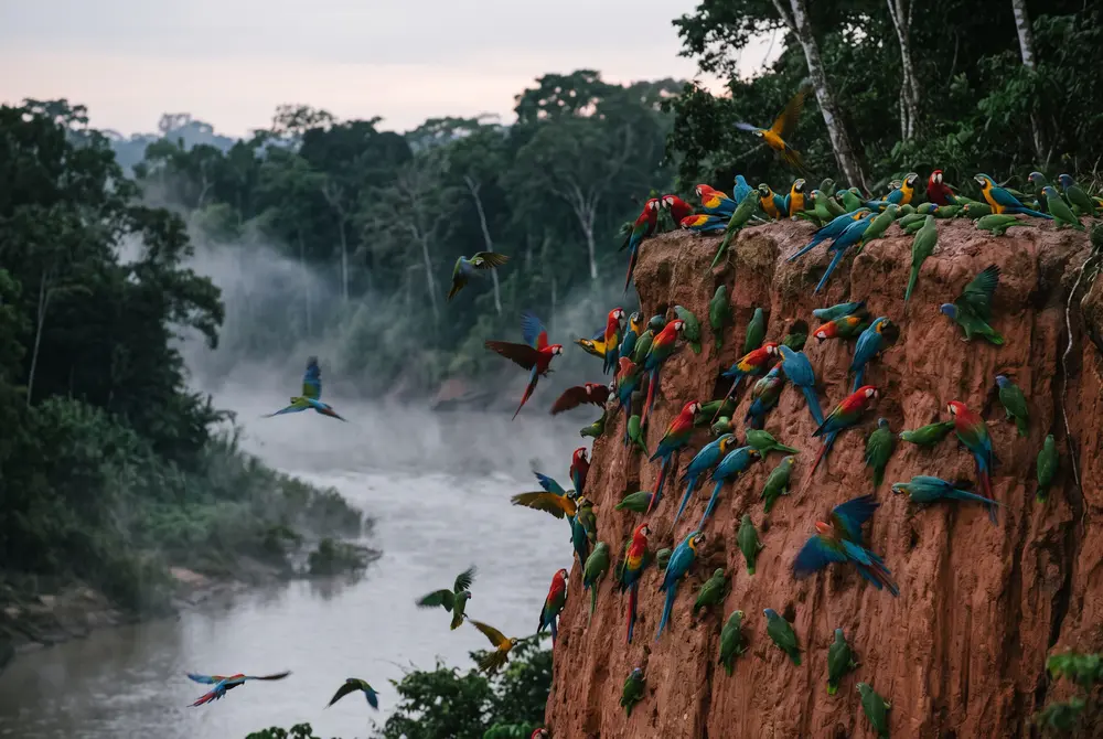 La collpa al amanecer, desde el escondite — Tambopata: la collpa de guacamayos