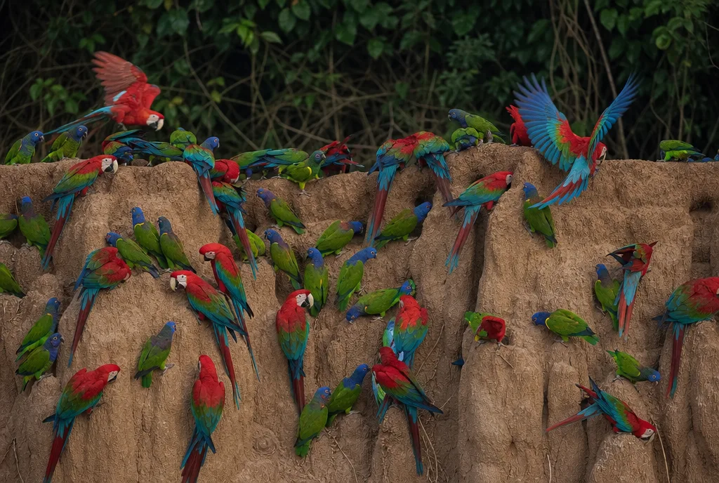 Tambopata: la collpa de guacamayos